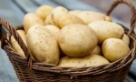 Защо кучетата ядат сурови картофи